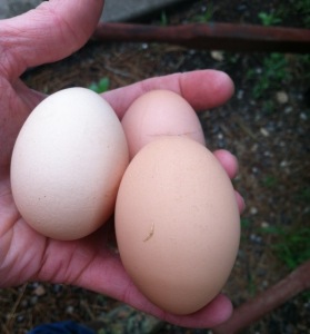 Hand-picked, fragile, warm eggs